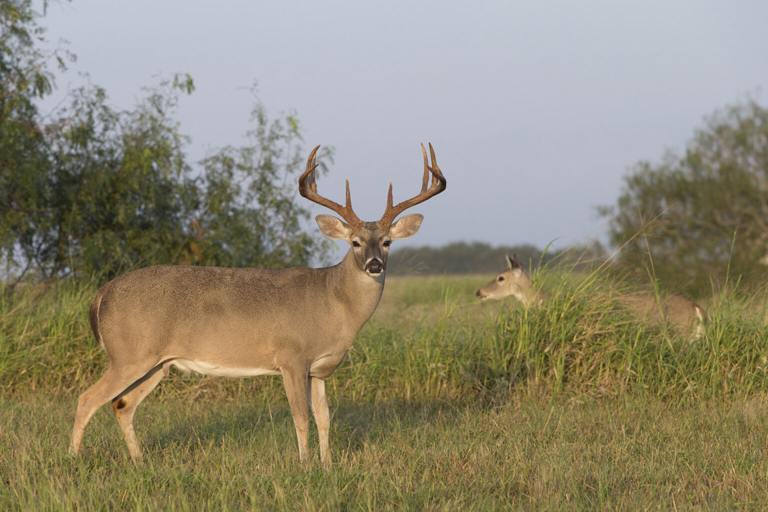 Hunters prepare for opening day of deer season. AgriLife Extension