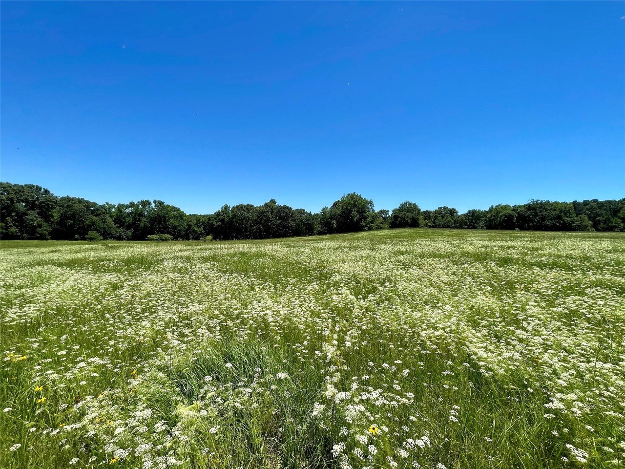4.5-Acre & 8.5-Acre Tracts Southeast of Sulphur Springs, Texas Available for Real Estate Buyers