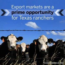 YOUR TEXAS AGRICULTURE MINUTE-Prime opportunities for Texas beef presented by Texas Farm Bureau Insurance
