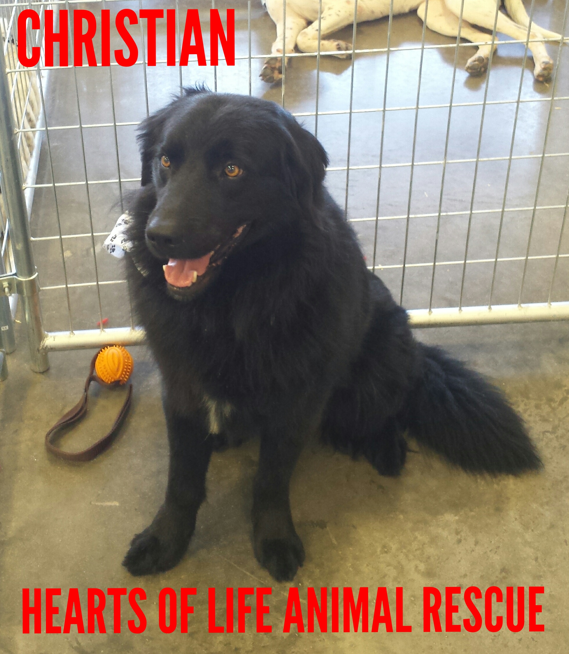 Hearts of Life Animal Rescue – Dog of the Week- Meet Christian!