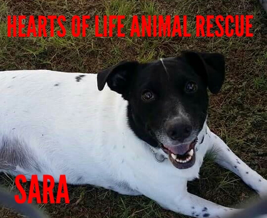 Hearts of Life Animal Rescue Dog of the Week: Meet Sara!