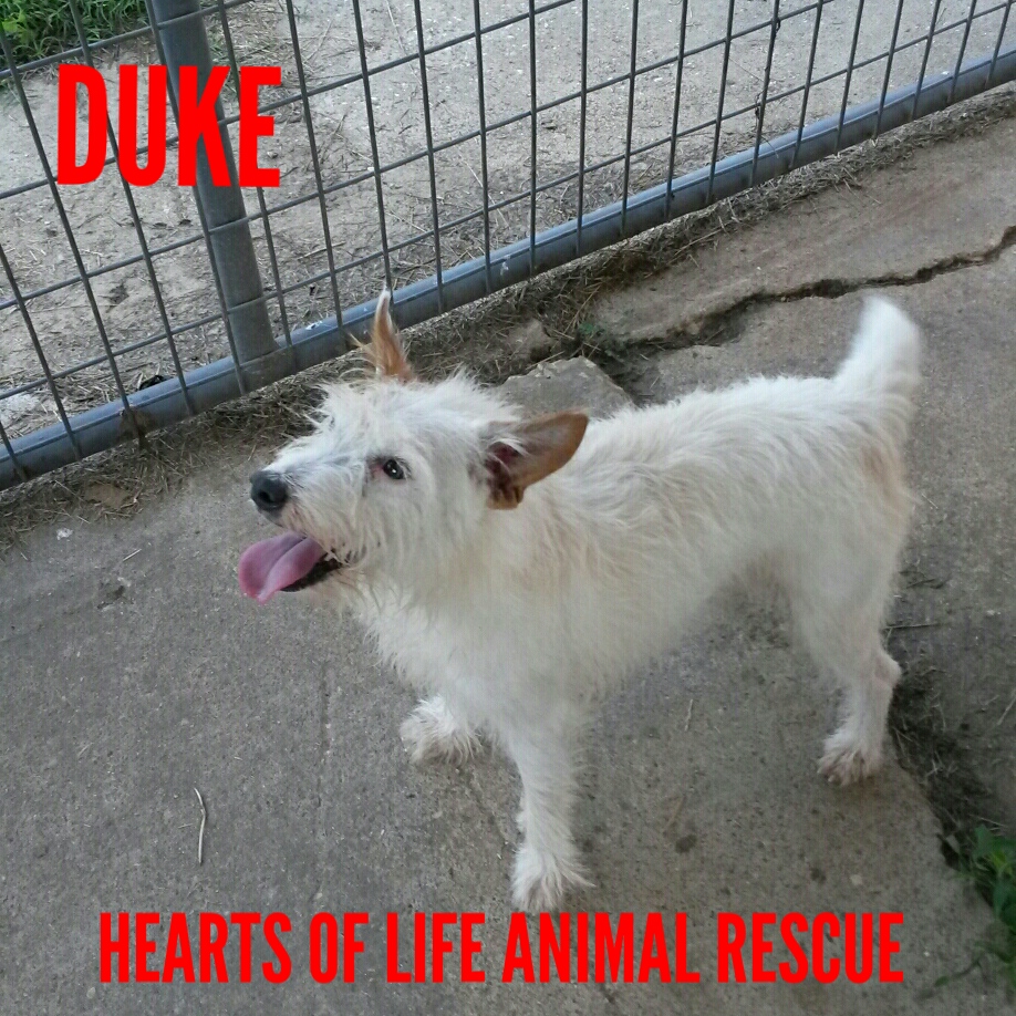 Hearts of Life Animal Rescue Dog of the Week: Meet Duke! and Learn How to Adopt Him!
