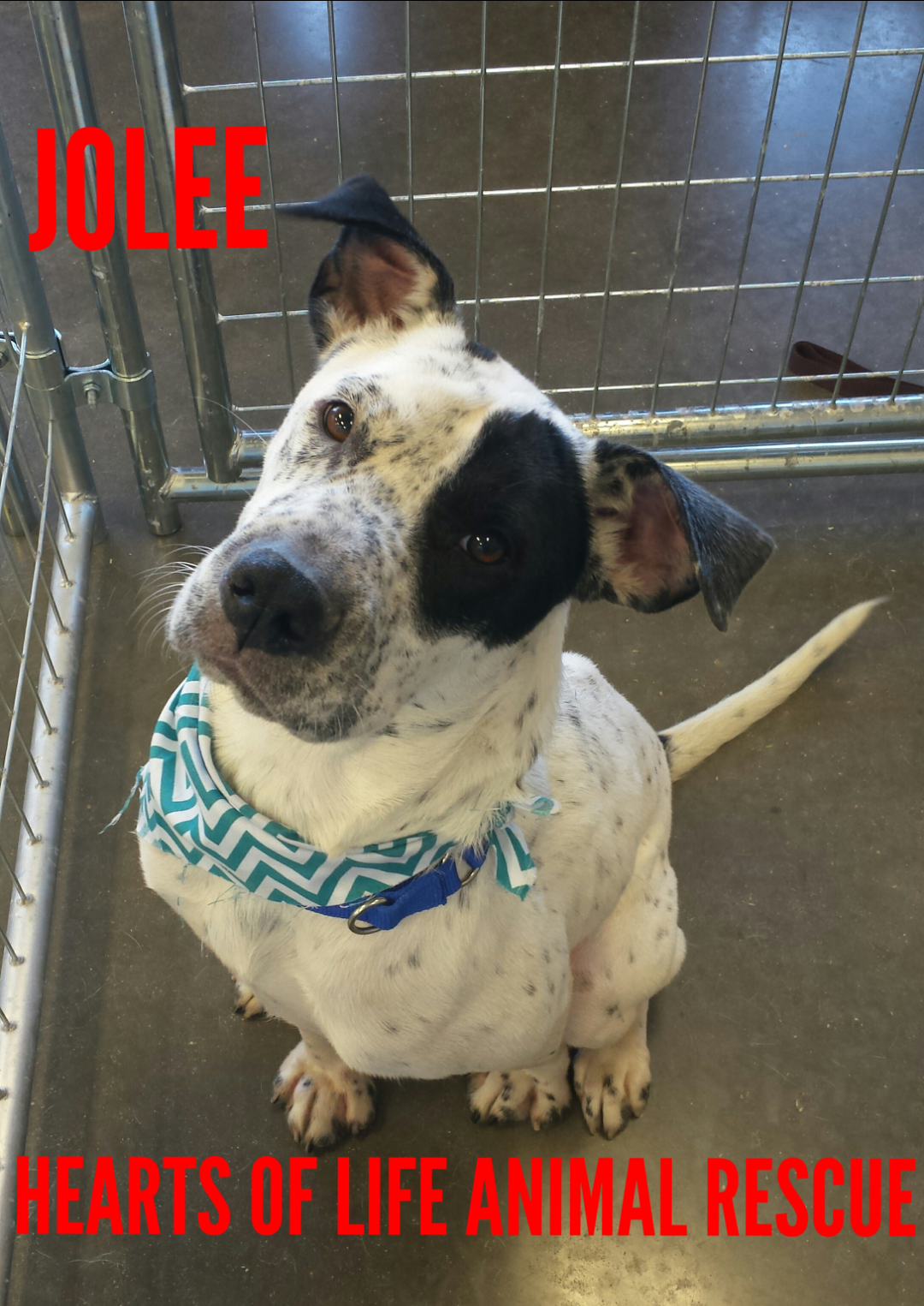 Hearts of Life Animal Rescue Dog of the Week: Meet Jolee! and Learn How to Adopt Her!