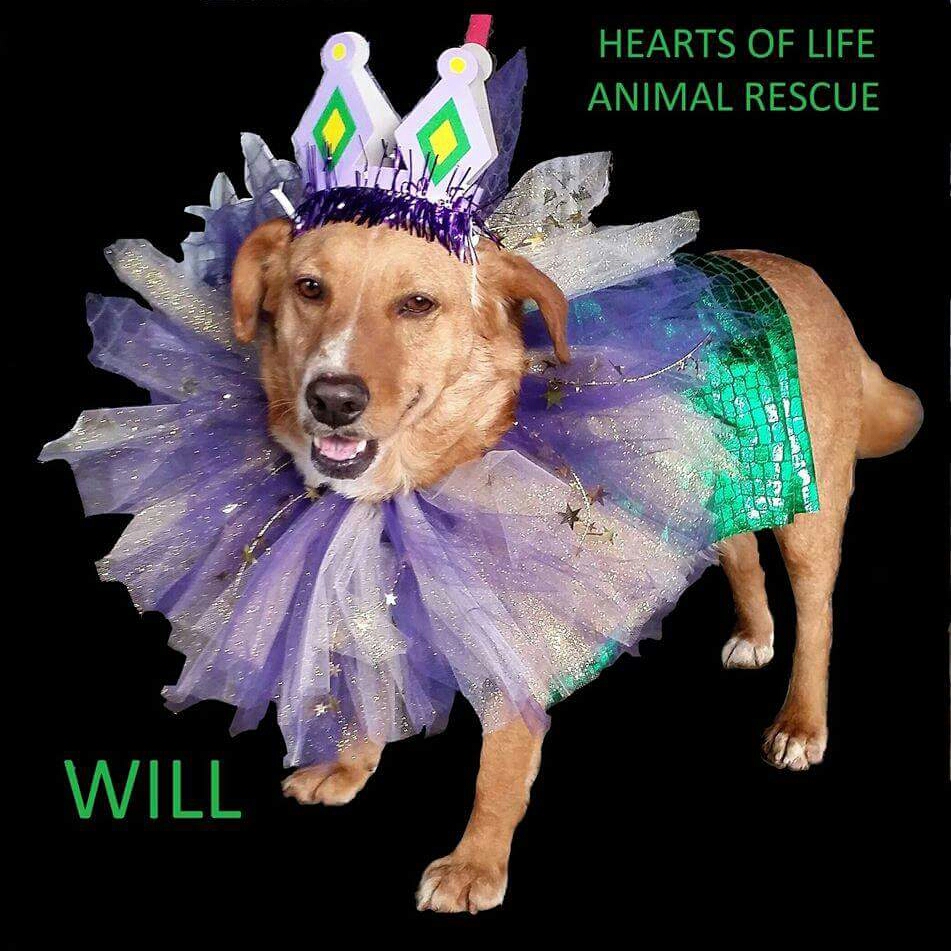 Hearts of Life Animal Rescue Dog of the Week – Meet Will!
