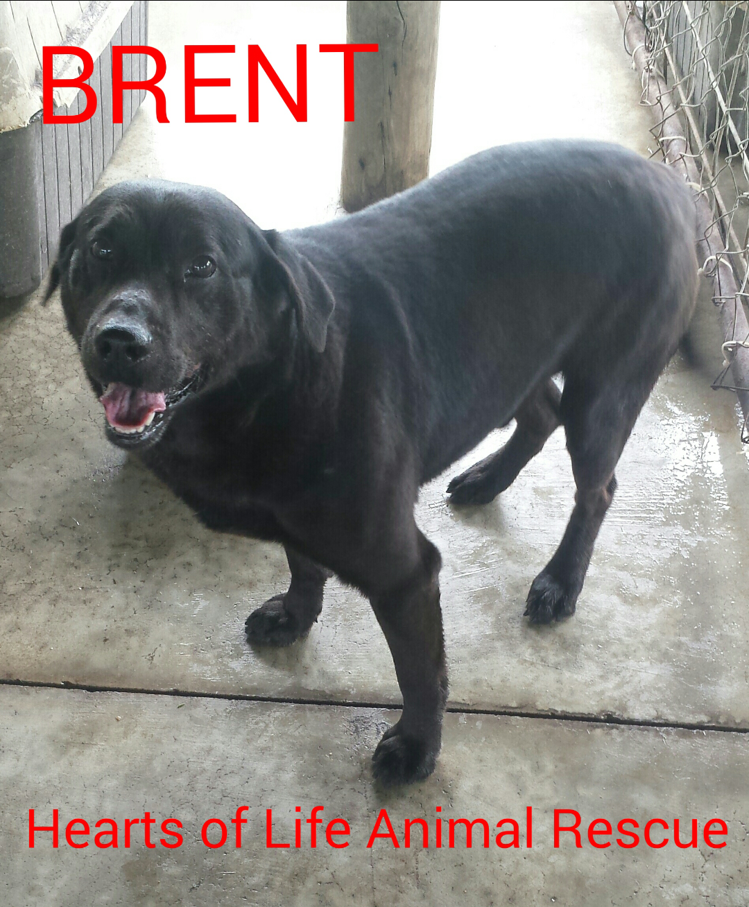 Hearts of Life Animal Rescue Dog of the Week – Meet Brent!
