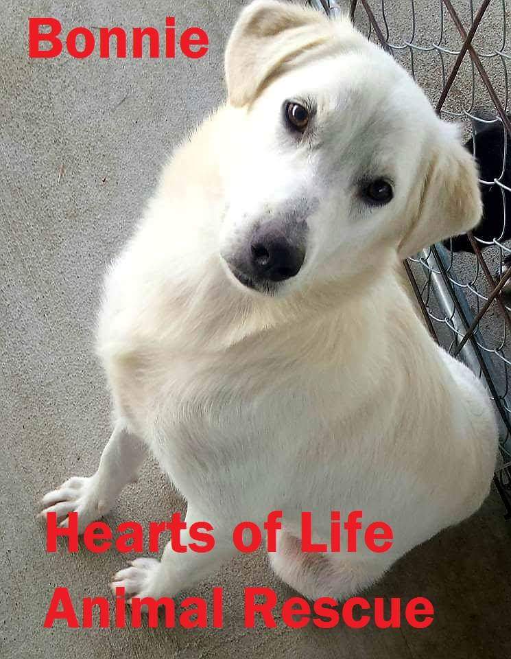 Hearts of Life Animal Rescue Dog of the Week- Meet Bonnie!