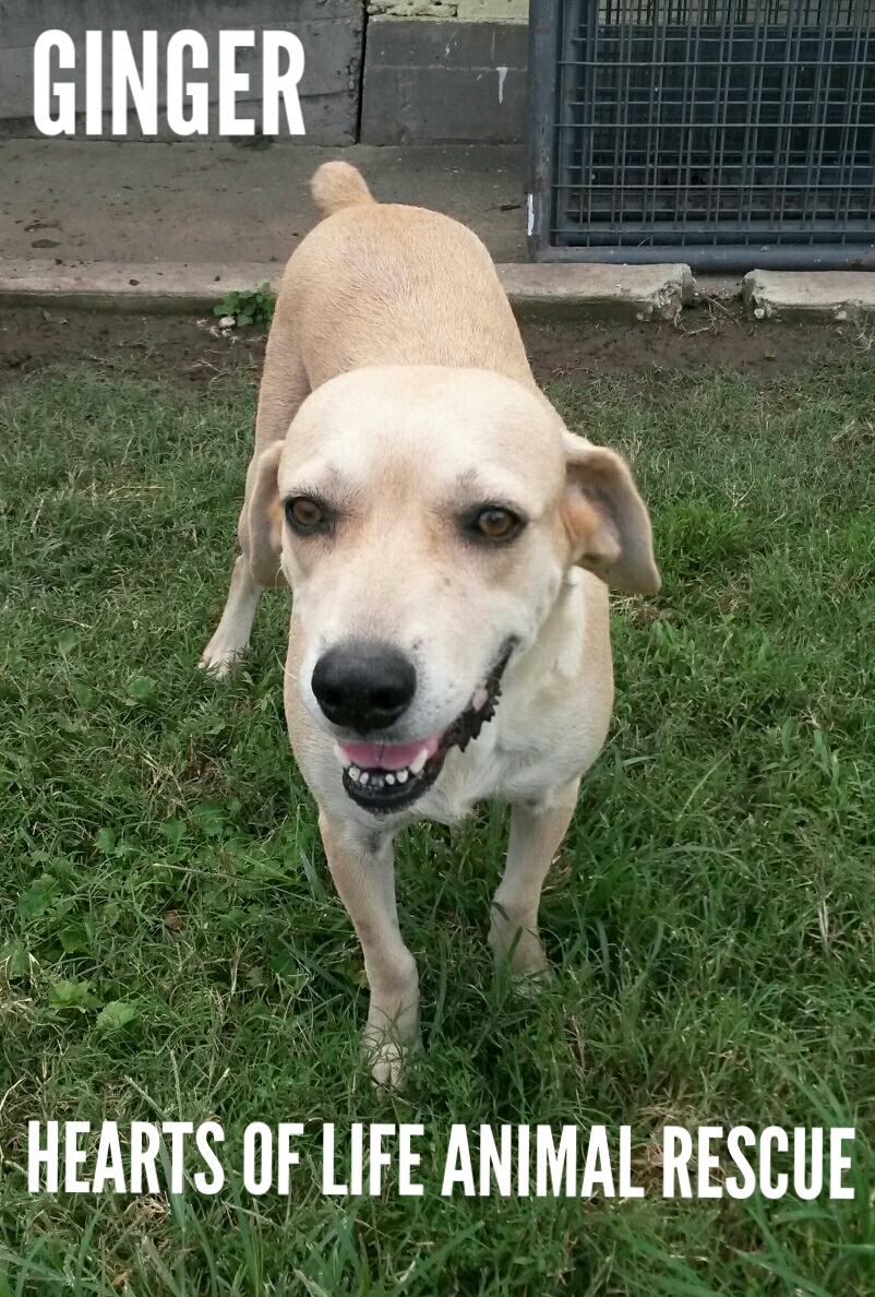 Hearts of Life Animal Rescue-Dog of the Week- Meet Ginger!