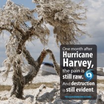 YOUR TEXAS AGRICULTURE MINUTE- Harvey: After the waters recede Presented by Texas Farm Bureau-Mike Miesse