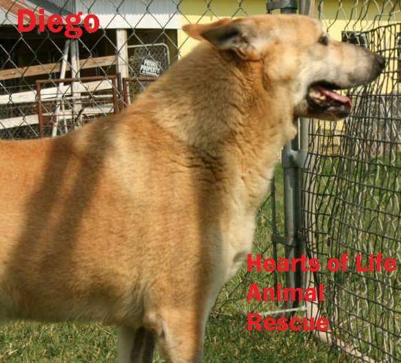 Hearts of Life Animal Rescue Dog of the Week- Meet Diego!