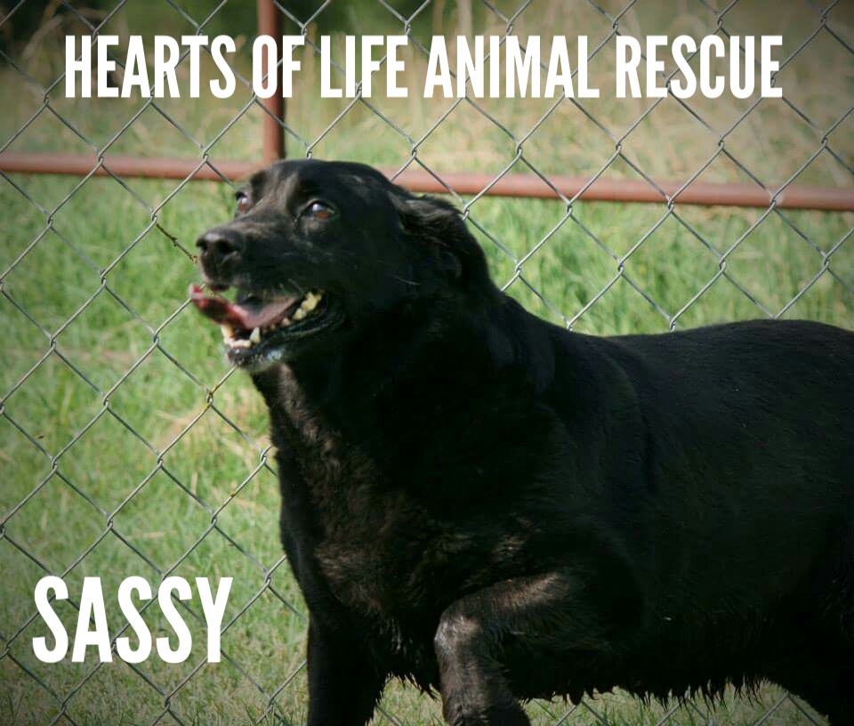 Hearts of Life Animal Rescue Dog of the Week-Meet Sassy! 