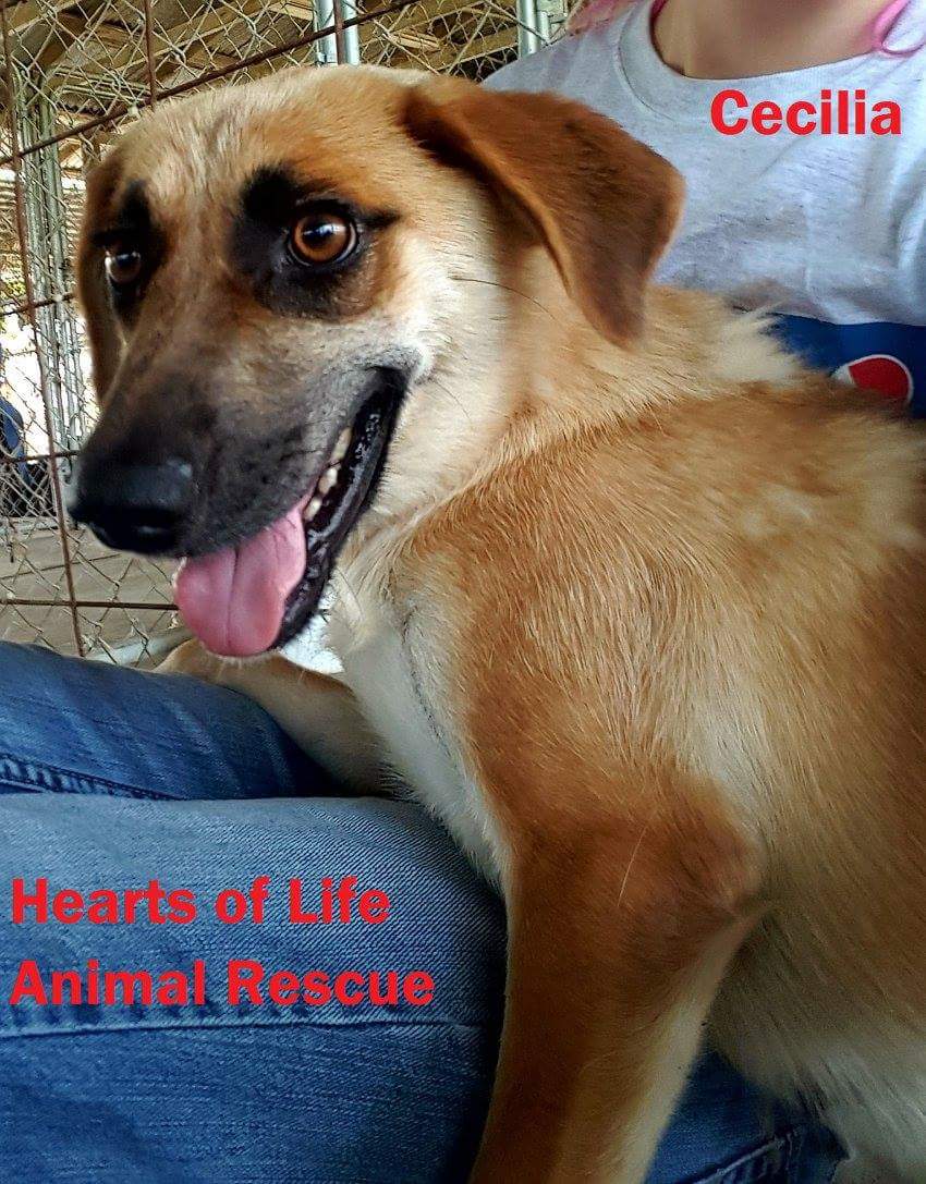 Hearts of Life Animal Rescue Dog of the Week – Meet Cecilia!