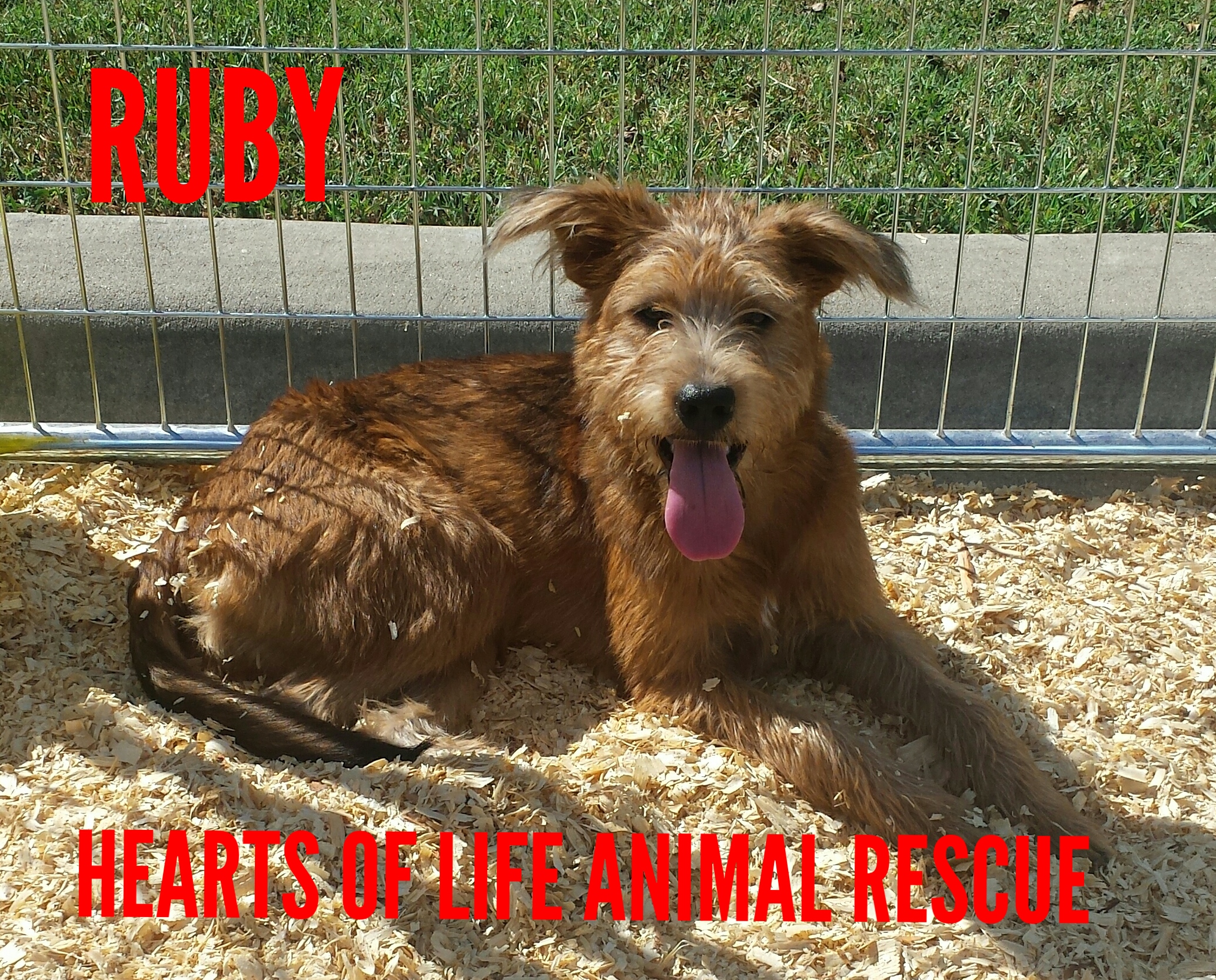 Hearts of Life Animal Rescue Dog of the Week-Meet Ruby!