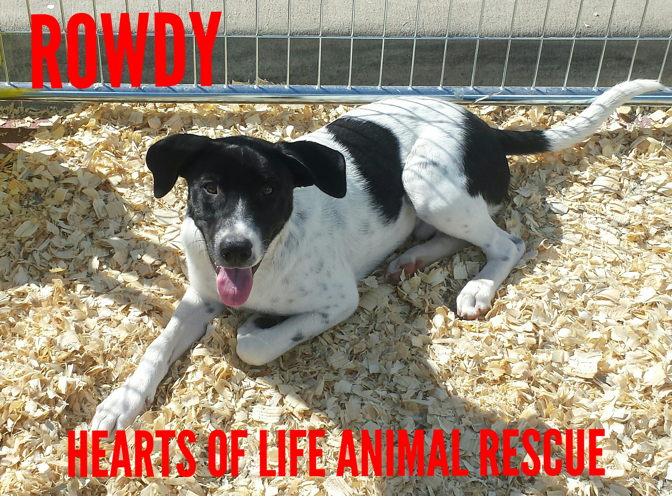 Hearts of Life Animal Rescue Dog of the Week- Meet Rowdy!