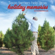 YOUR TEXAS AGRICULTURE MINUTE-Christmas tree shortage not felt in Texas Presented by Texas Farm Bureau’s Mike Miesse