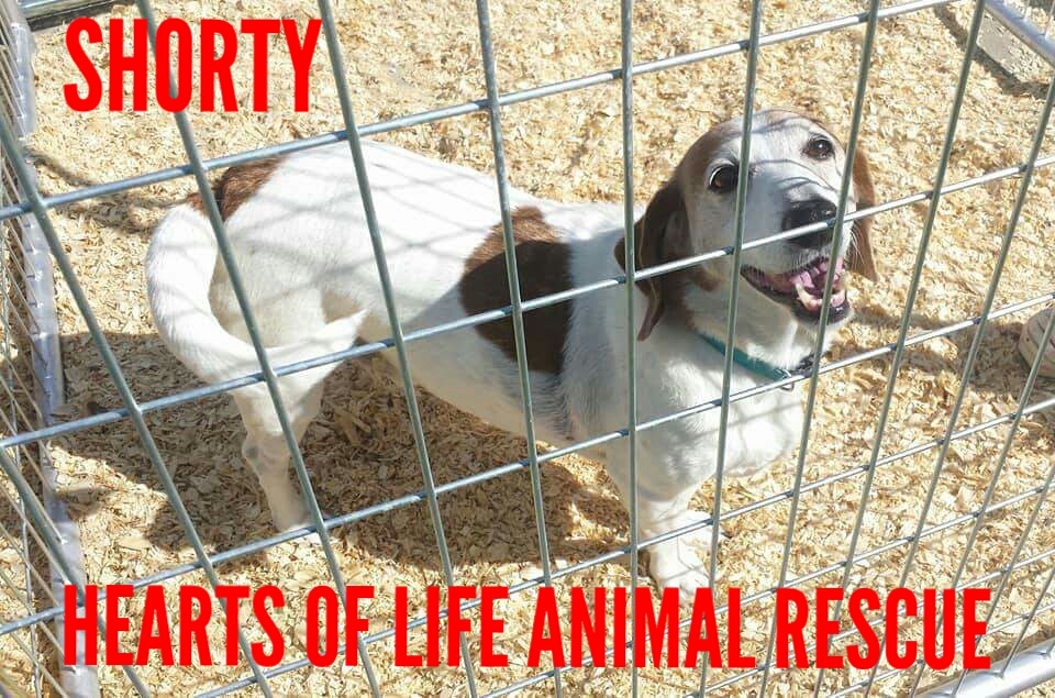 Hearts of Life Animal Rescue Dog of the Week- Meet Shorty!