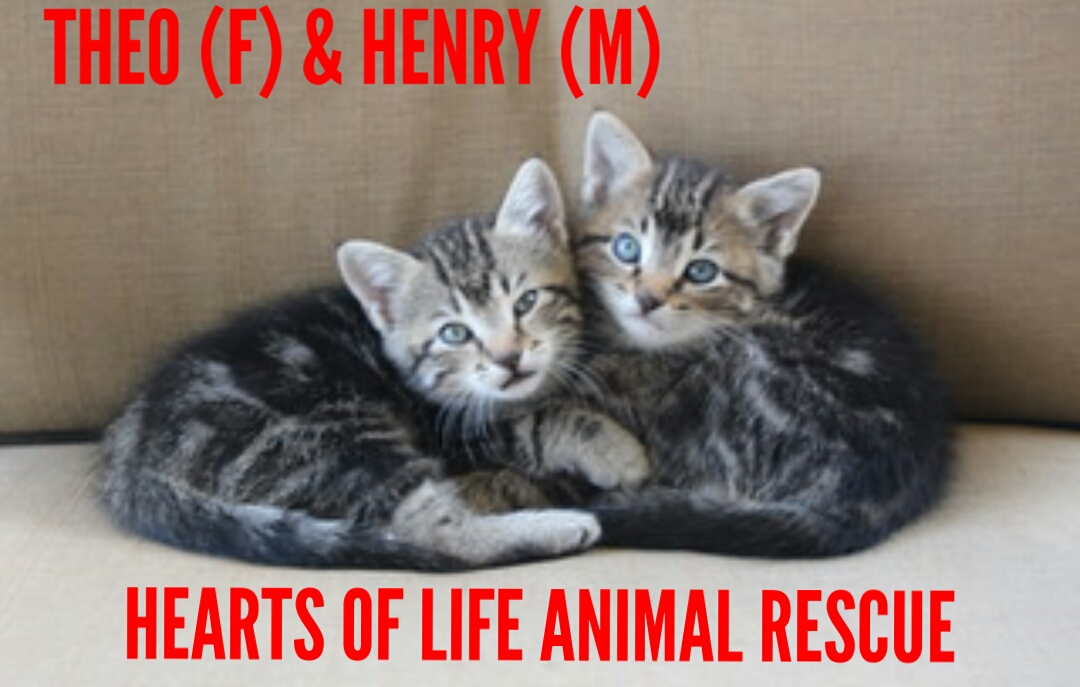 Hearts of Life Animal Rescue Cats of the Week- Meet Theo & Henry!