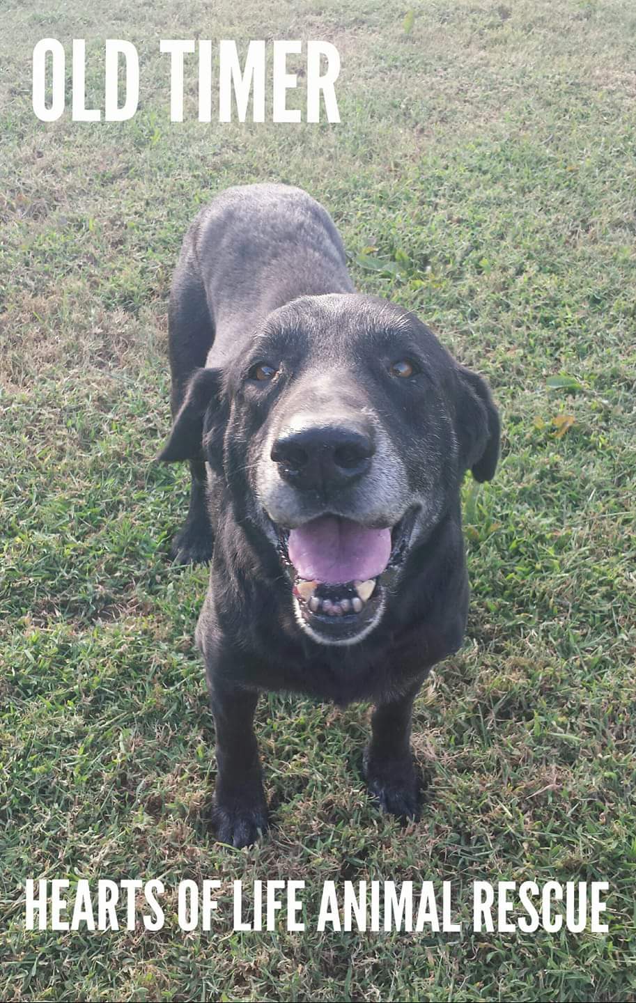 Hearts of Life Animal Rescue Dog of the Week-Meet Old Timer!