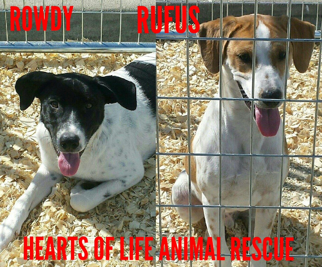 Hearts of Life Animal Rescue Dog of the Week- Meet Rowdy and Rufus!