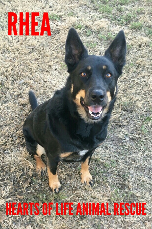 Hearts of Life Animal Rescue Dog of The Week-Meet Rhea!