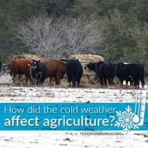 YOUR TEXAS AGRICULTURE MINUTE: How does cold weather affect agriculture? Presented by Texas Farm Bureau’s Mike Miesse