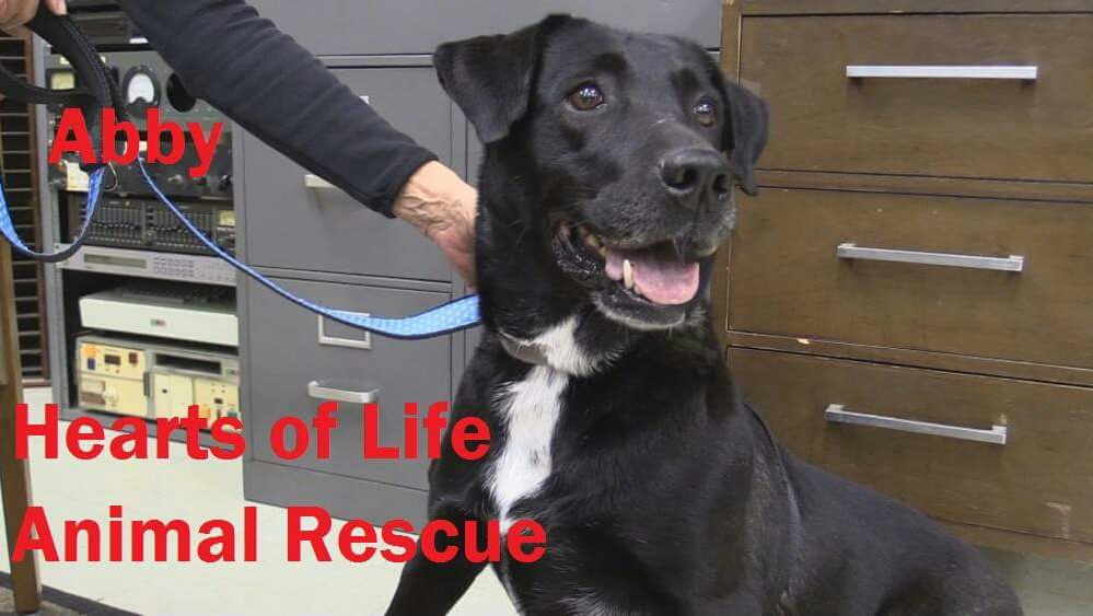 Hearts of Life Animal Rescue Dog of the Week-Meet Abby!