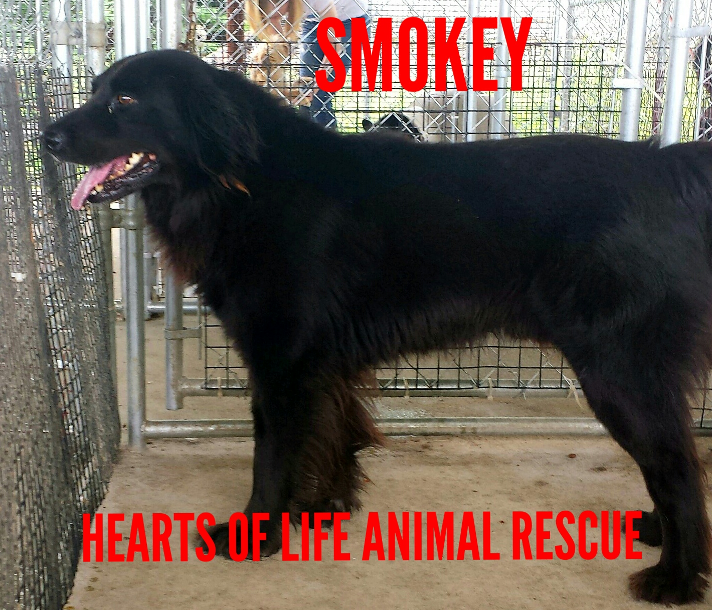 Hearts of Life Animal Rescue-Meet Smokey!