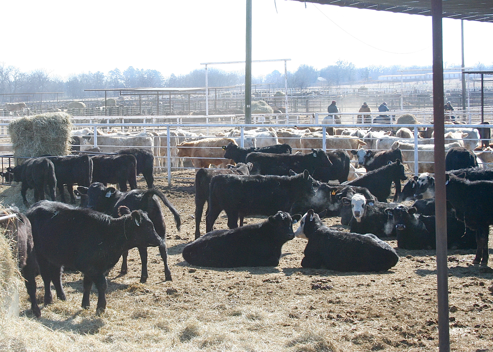 Northeast Texas Beef Improvement Organization’s (NETBIO) Pre-Conditioned Calf and Yearling Sale Held Wednesday at the Sulphur Springs Livestock Commission