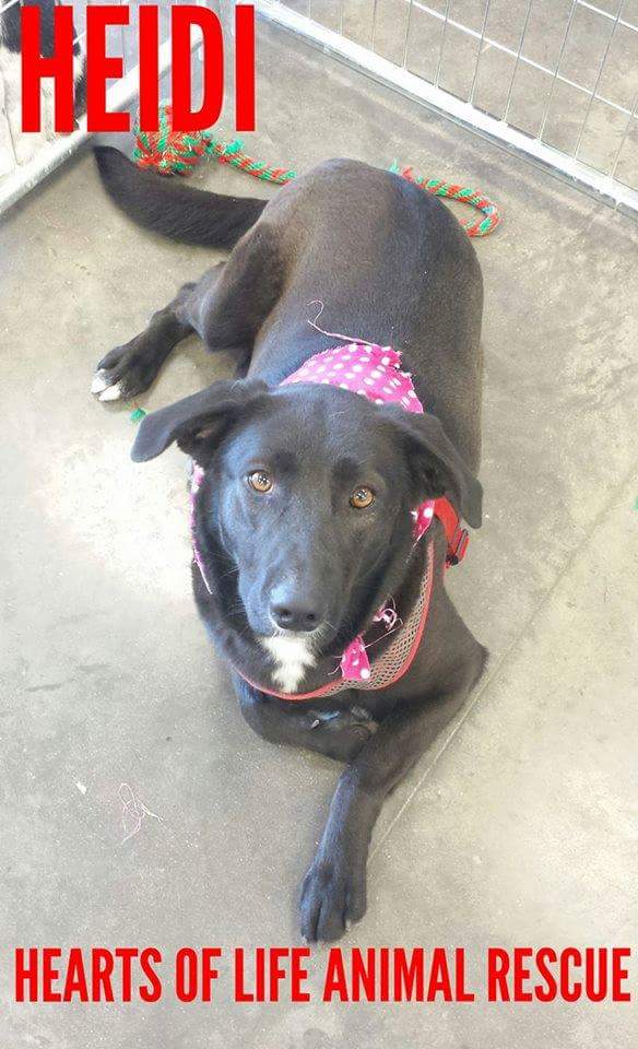 Hearts of Life Animal Rescue Dog of the Week- Meet Heidi!