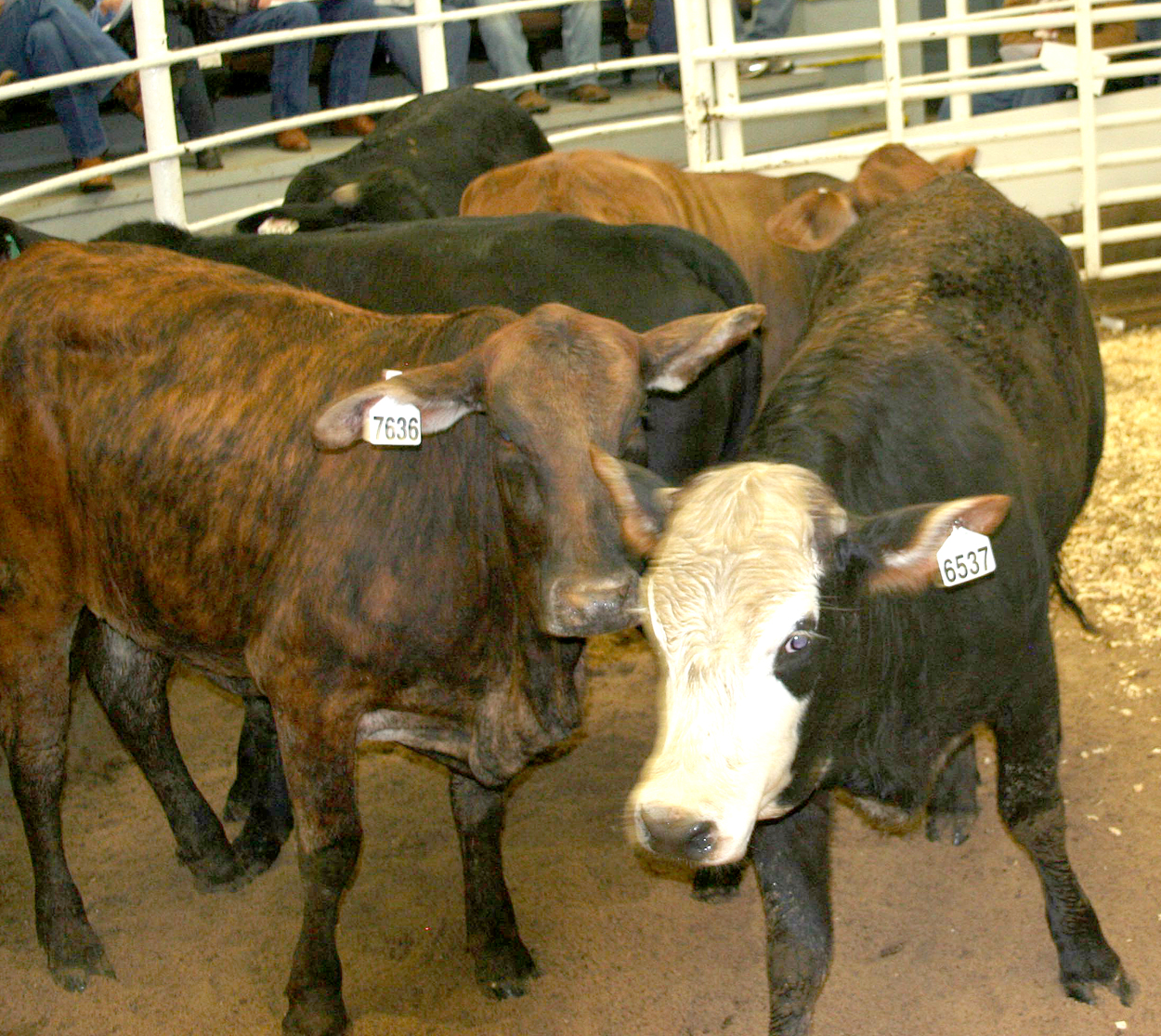February Northeast Texas Beef Improvement Organization (NETBIO) Sale A Success Despite Rain