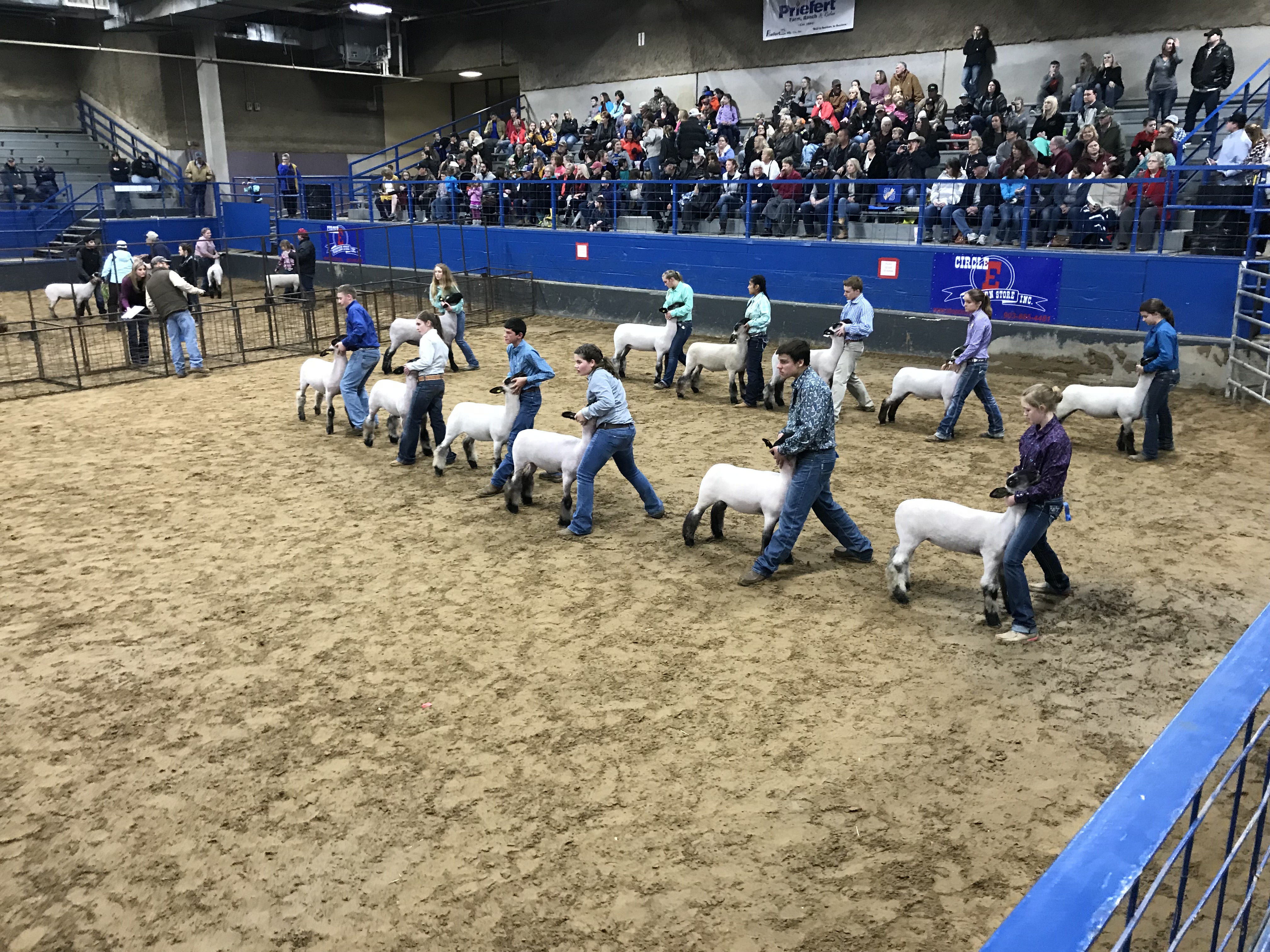 Hopkins County Junior Livestock Market Show Begins with Lamb & Goat Shows