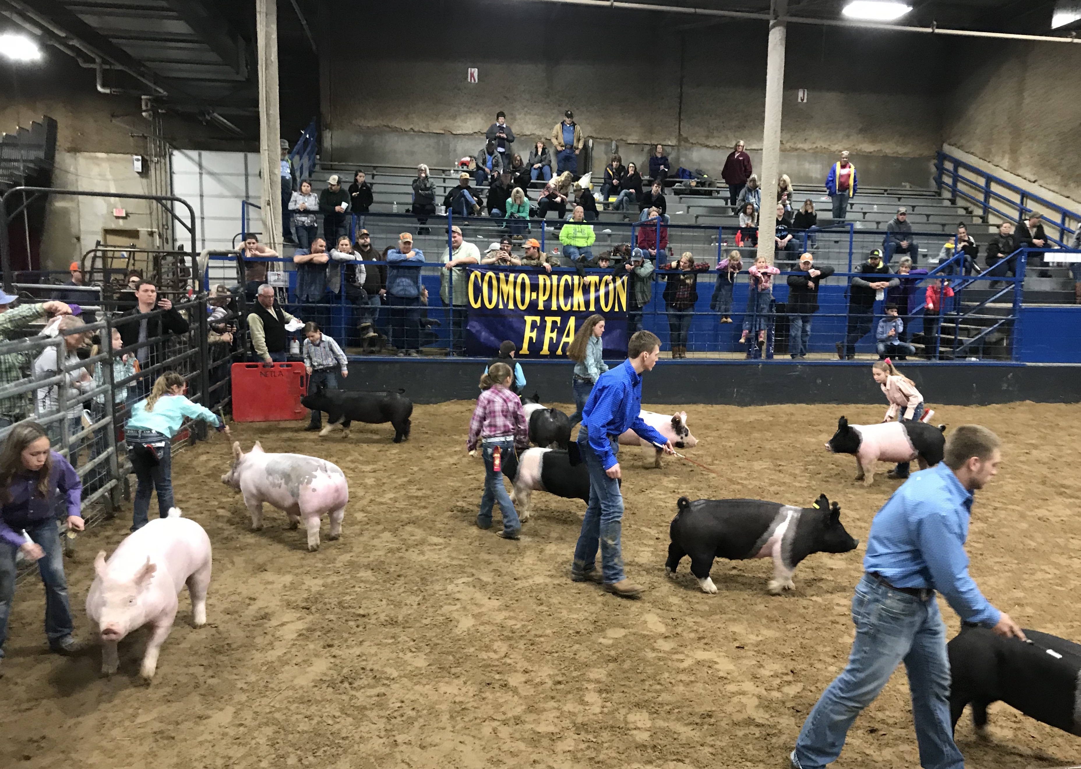 Hopkins County Junior Livestock Market Show Poultry, Swine, Steer, and Heifer Show Results