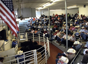 Sulphur Springs Dairy Auction Holding Two Special Dairy Cattle Sales in March