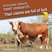 YOUR TEXAS AGRICULTURE MINUTE-Activists attack beef research Presented by Texas Farm Bureau’s Mike Miesse