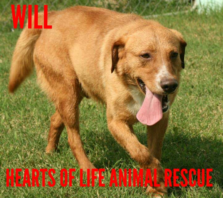 Hearts of Life Animal Rescue Dog of the Week: Meet Will!