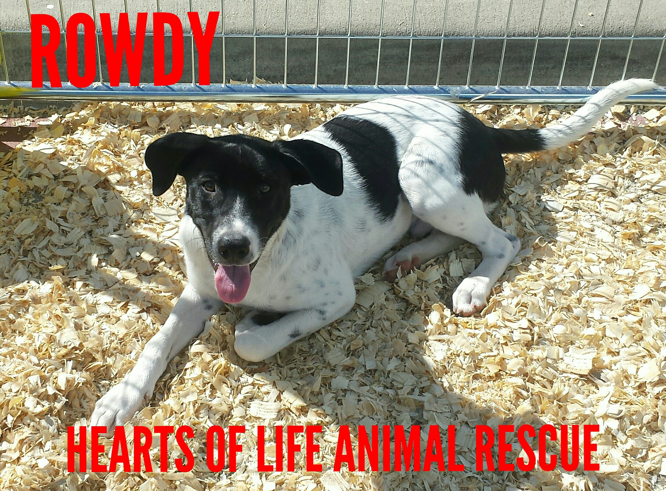 Hearts of Life Animal Rescue Dog of the Week-Meet Rowdy! 
