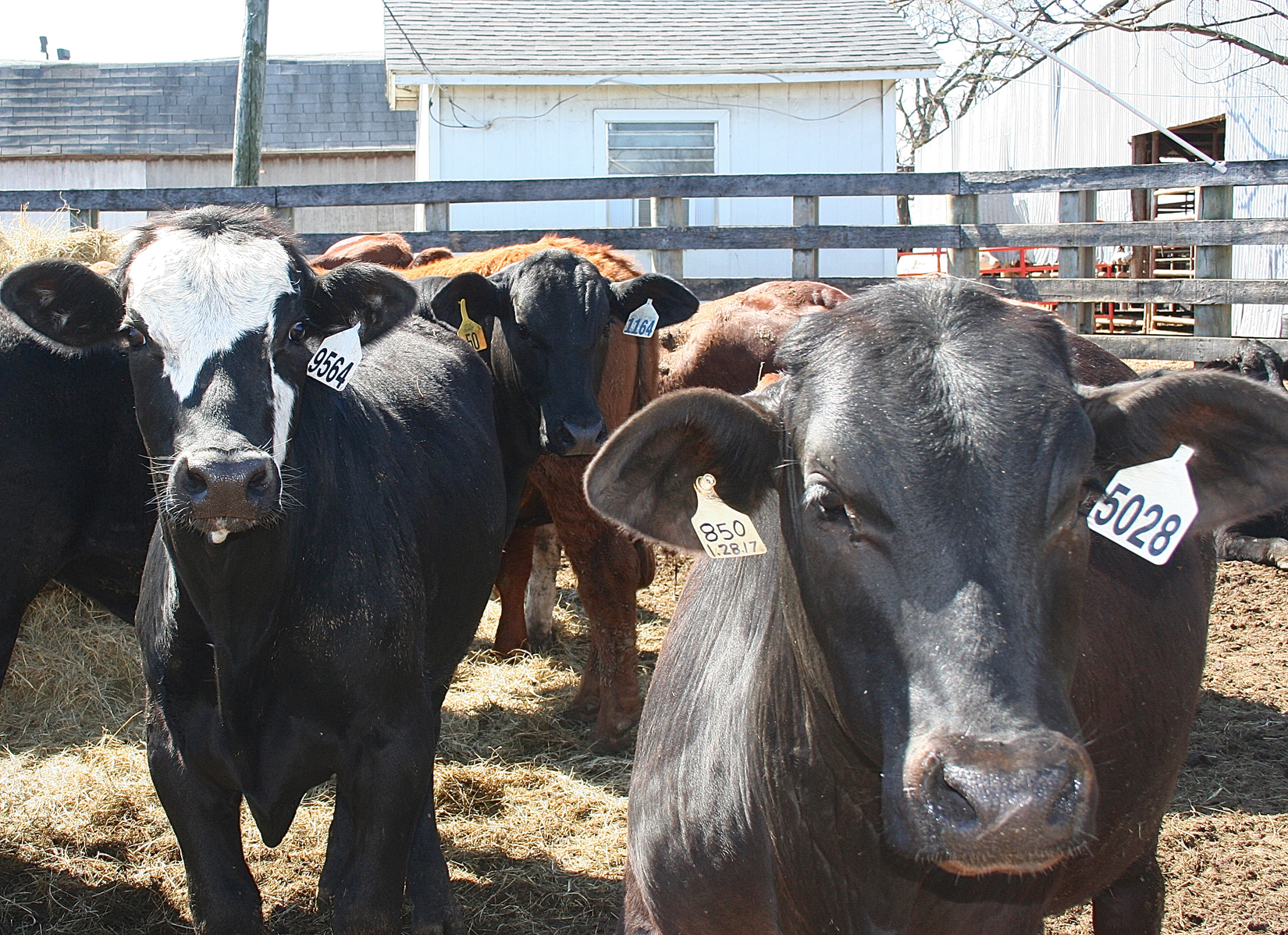March NETBIO Pre-Conditioned Calf and Yearling Sale