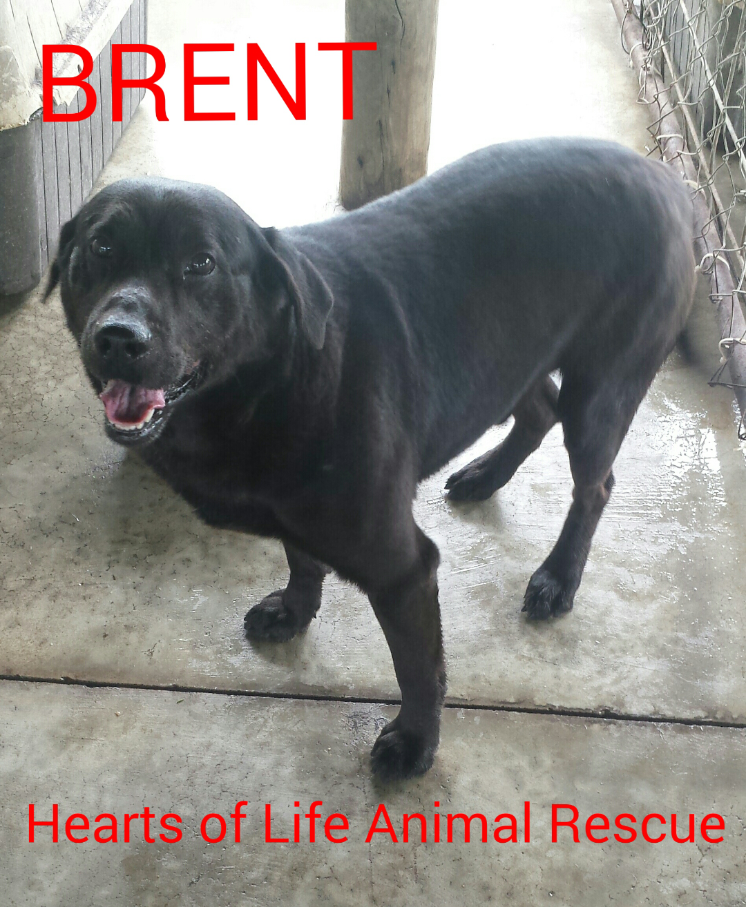 Hearts of Life Animal Rescue Dog of the Week-Meet Brent! 