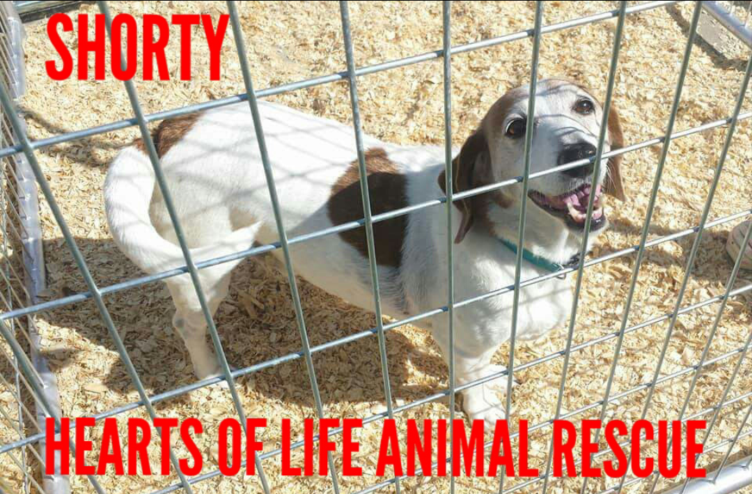 Hearts of Life Animal Rescue Dog of the Week-Meet Shorty!