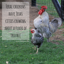 YOUR TEXAS AGRICULTURE MINUTE: Feral chickens can be a flock of trouble Presented by Texas Farm Bureau’s Mike Miesse