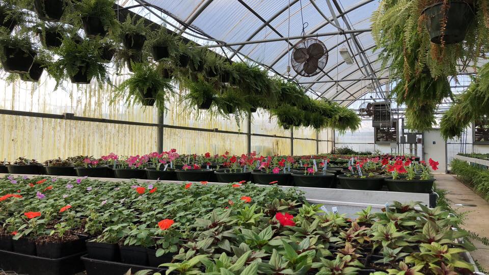 Sulphur Springs High School Horticulture Department Annual Plant Sale Coming Up on Saturday