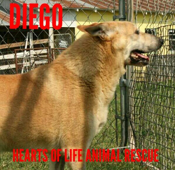 Hearts of Life Animal Rescue-Meet Diego!