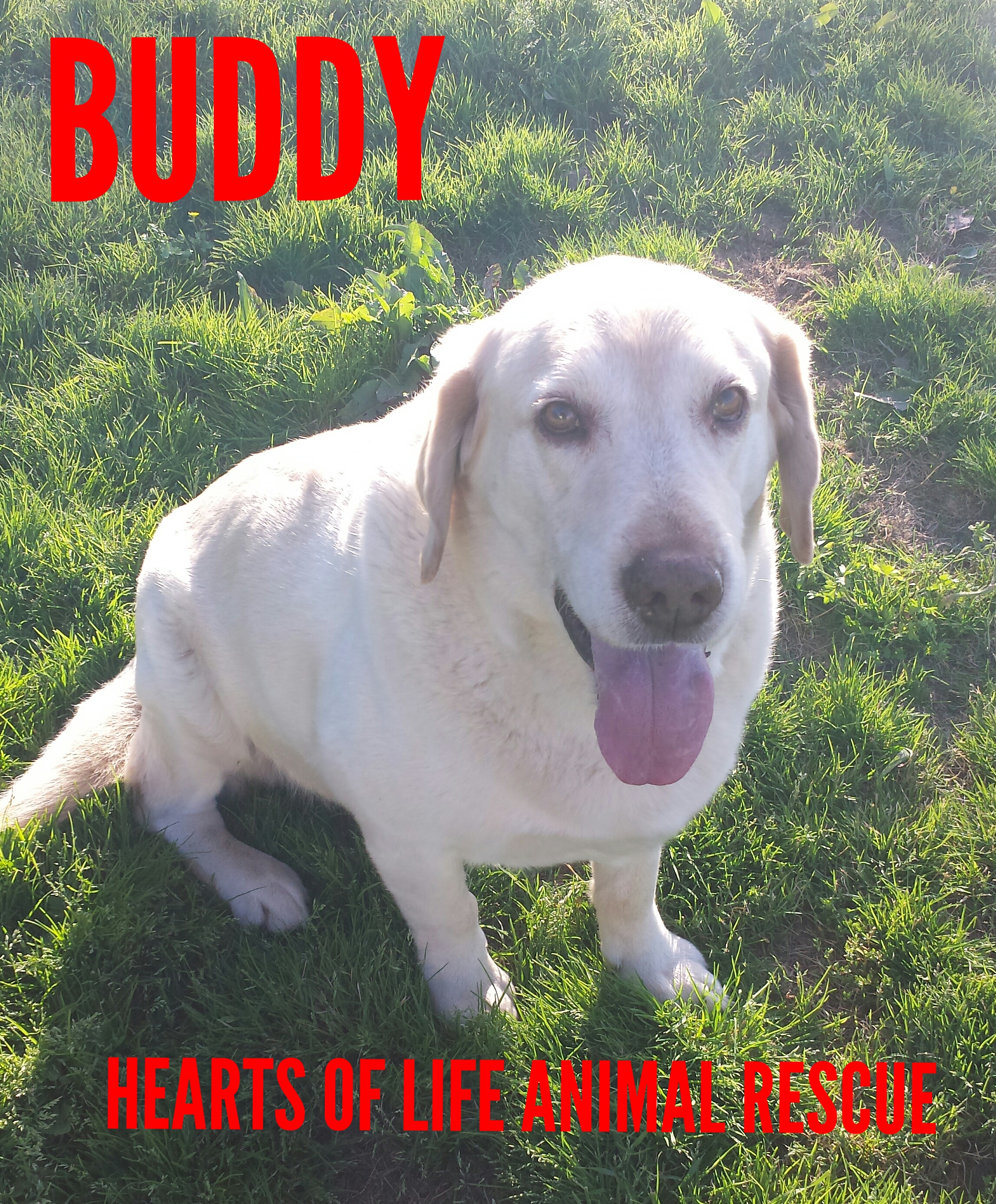 Hearts of Life Animal Rescue Dog of the Week-Meet Buddy!