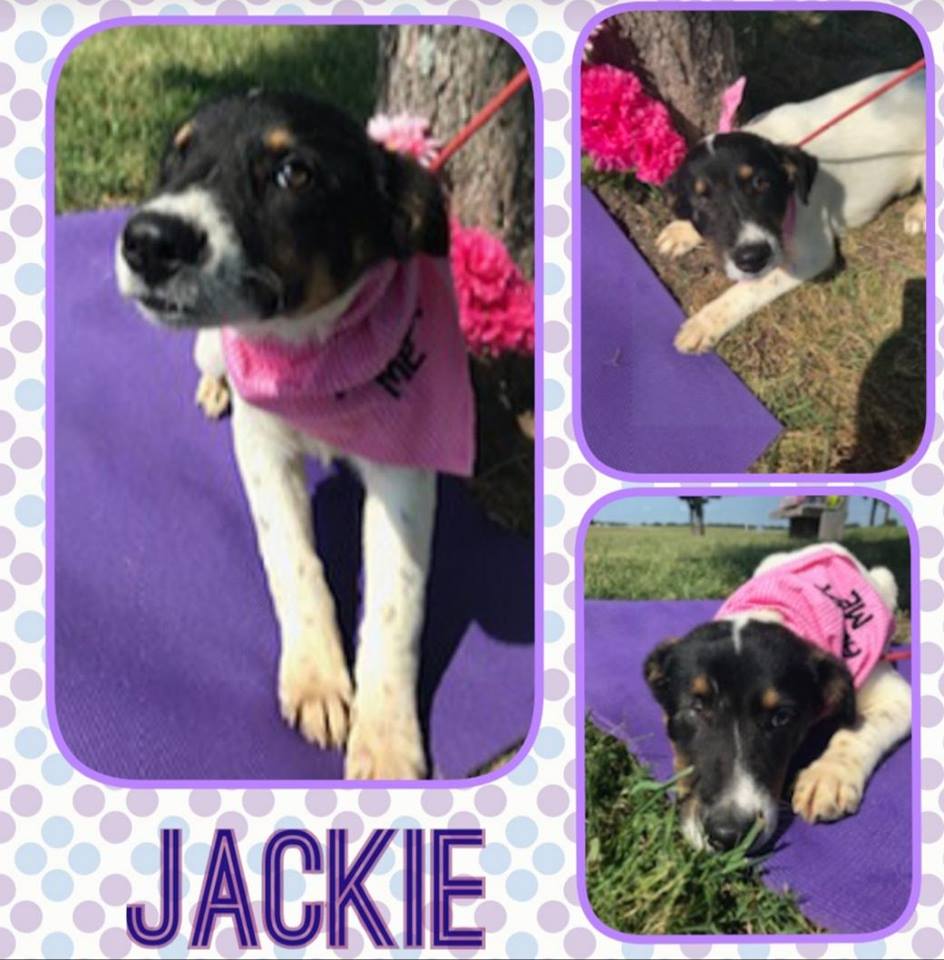 Sulphur Springs Animal Shelter Dog of the Week-Meet Jackie!
