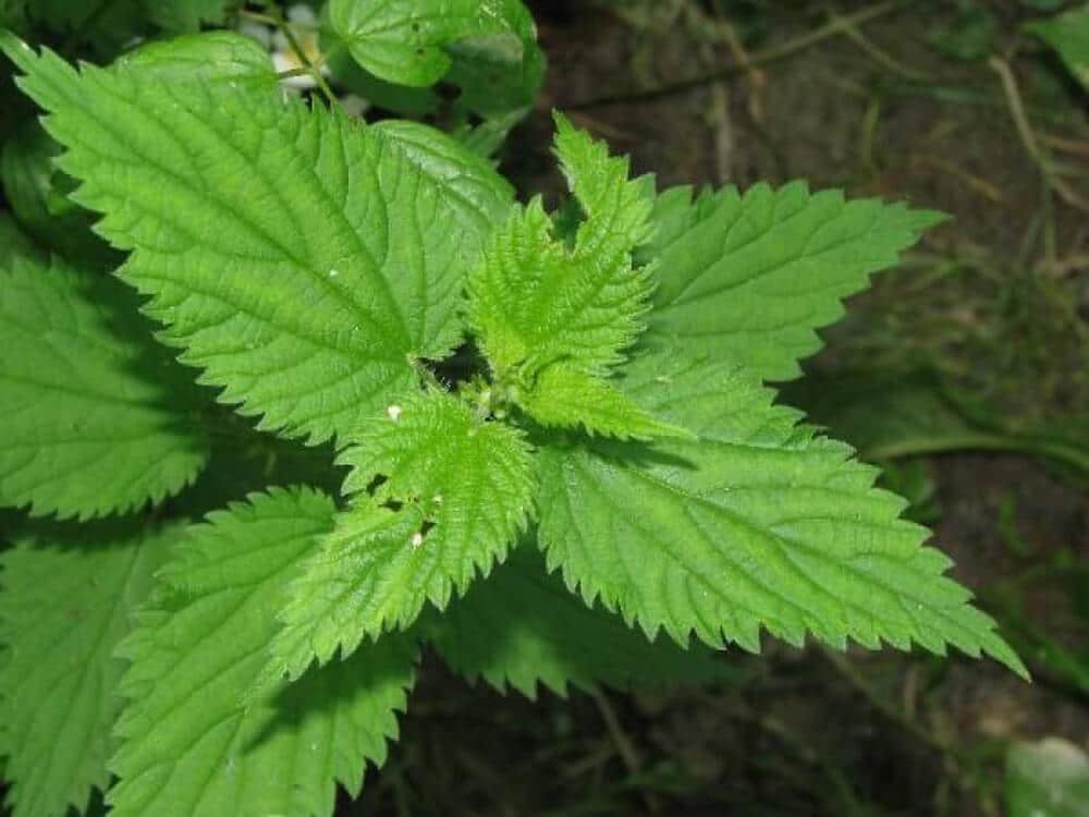 Know Your Weeds: Nettles by Mario Villarino