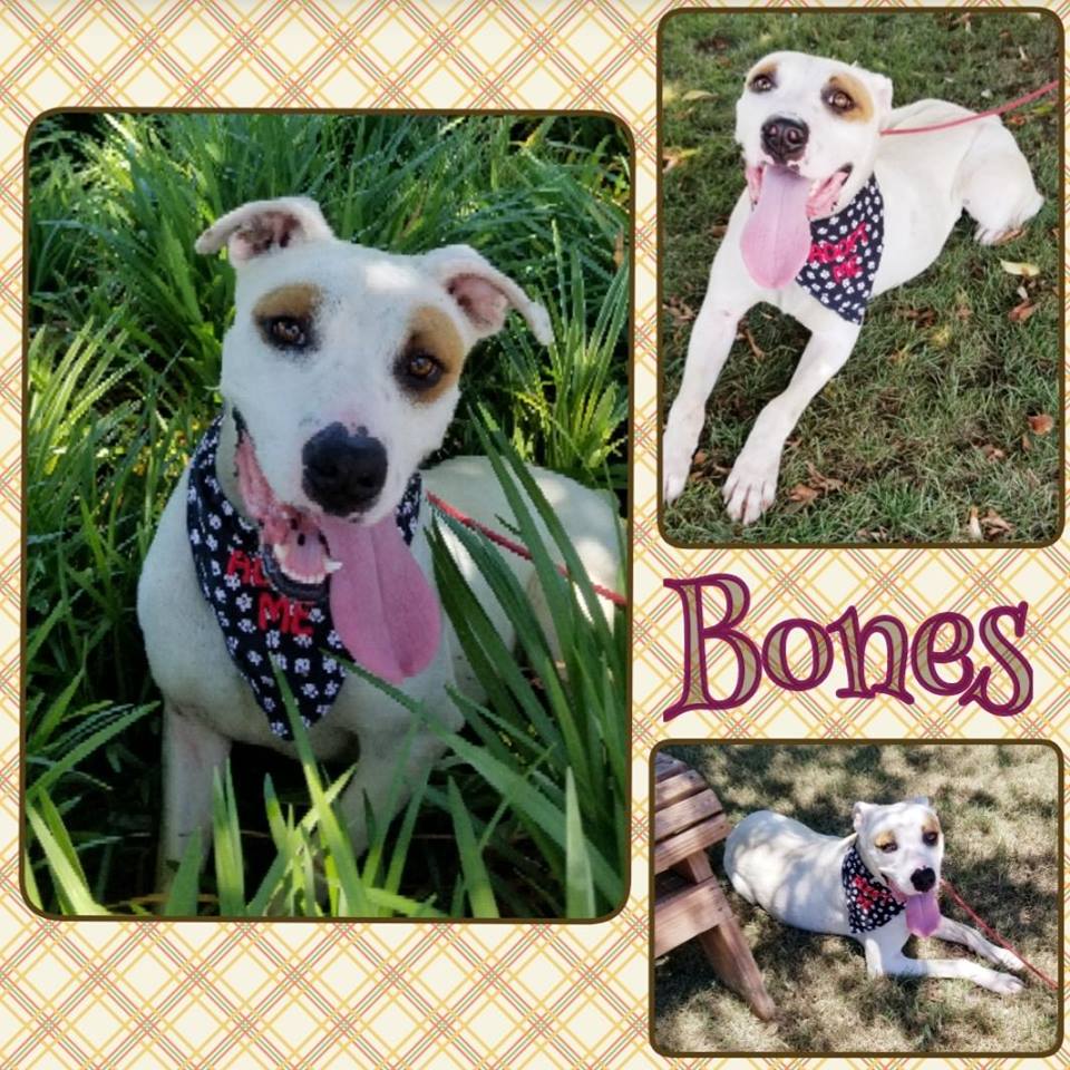 Available for Adoption at Sulphur Springs Animal Shelter-Meet Bones!