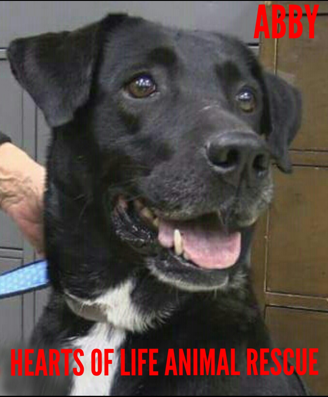 Hearts of Life Animal Rescue Dog of the Week-Meet Abby!