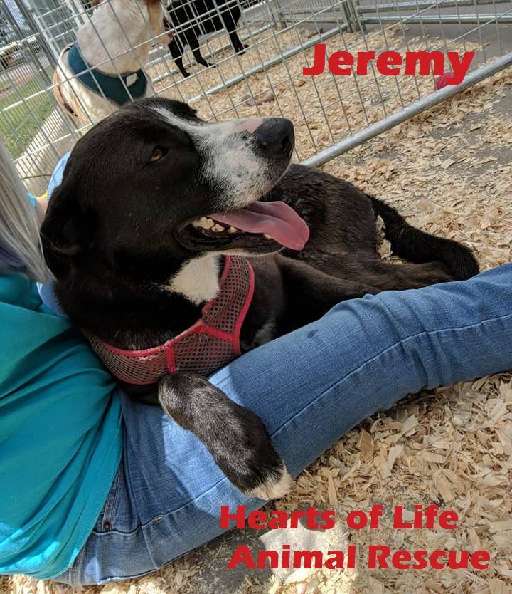 Hearts of Life Animal Rescue Dog of the Week: Meet Jeremy!