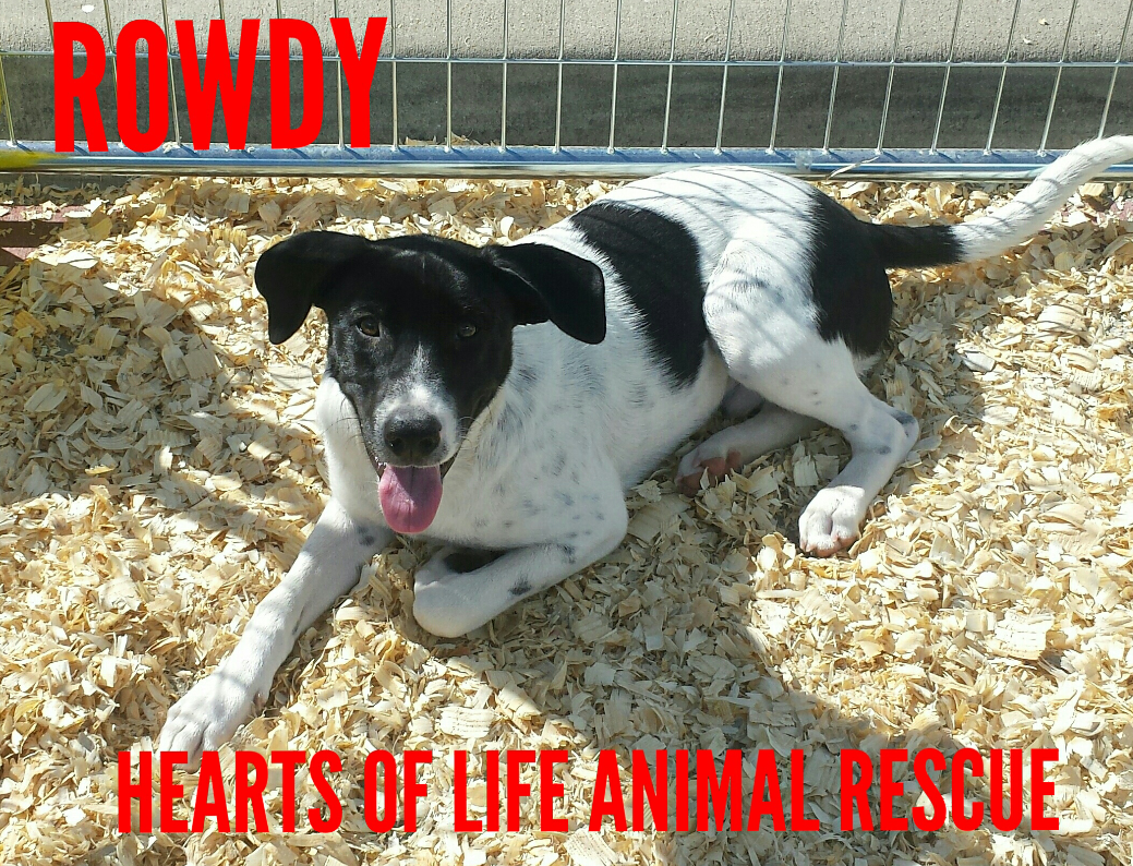 Hearts of Life Animal Rescue Dog of the Week-Meet Rowdy!