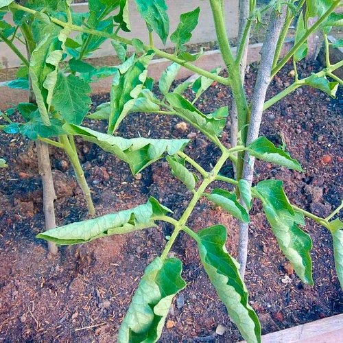 What is wrong with my Tomato plant? Tomato Leaves Twist or Curl. by Mario Villarino