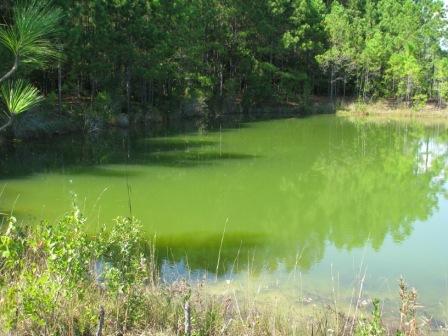 Green Water in Ponds by Mario Villarino